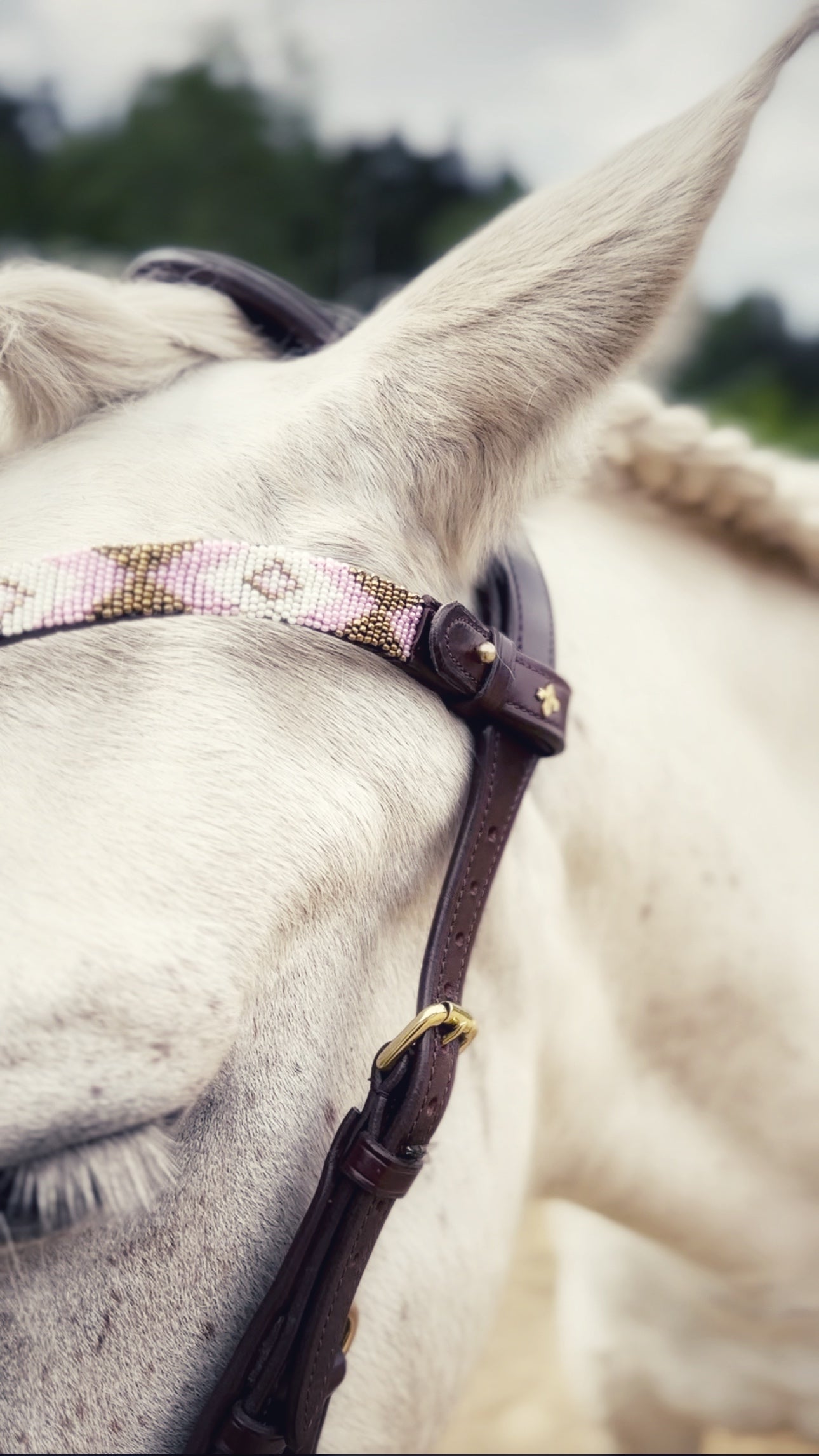 May browband