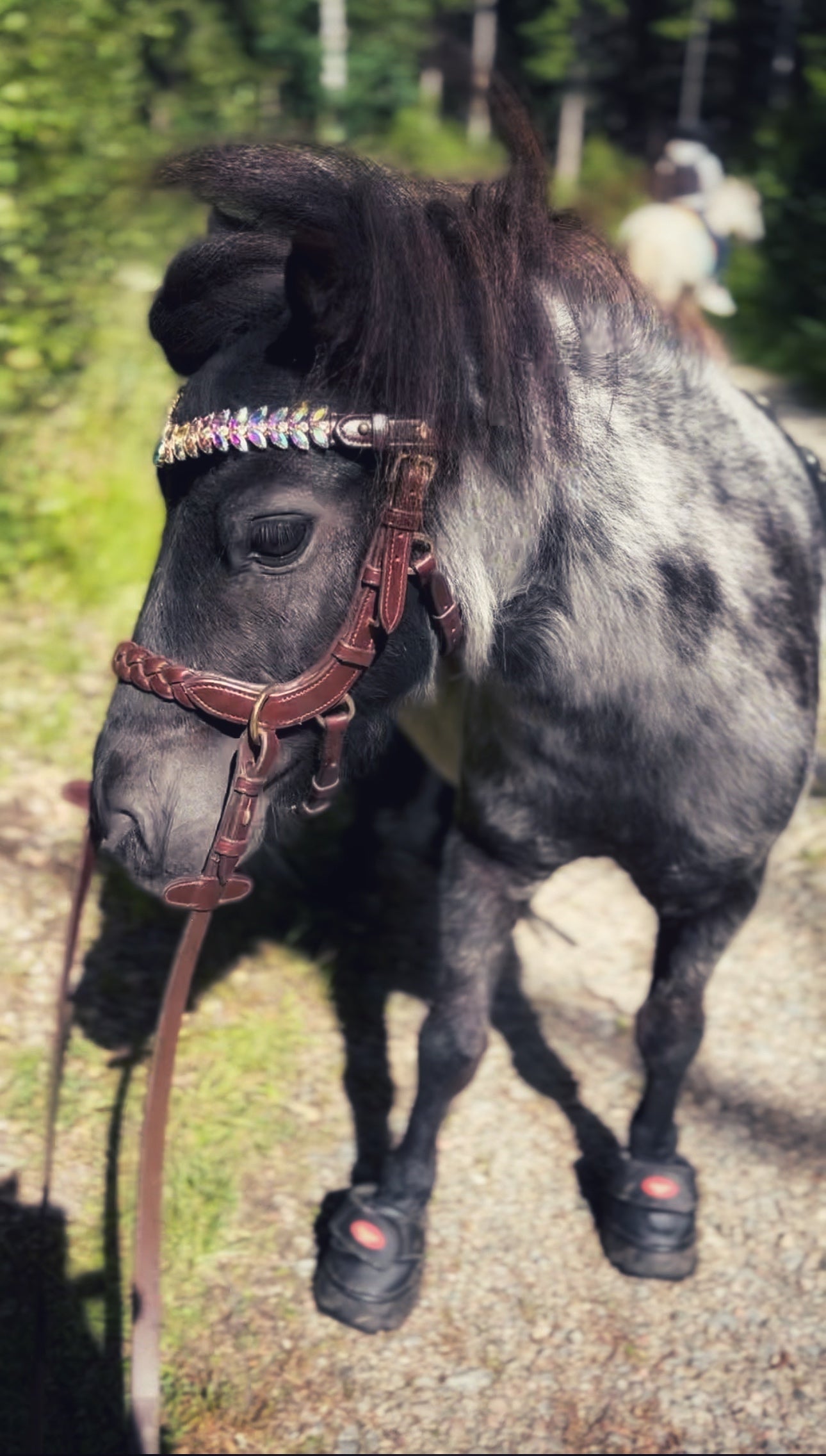 Odessa Bonita multi bridle - For the small ones - MASEGO bit to bitless system