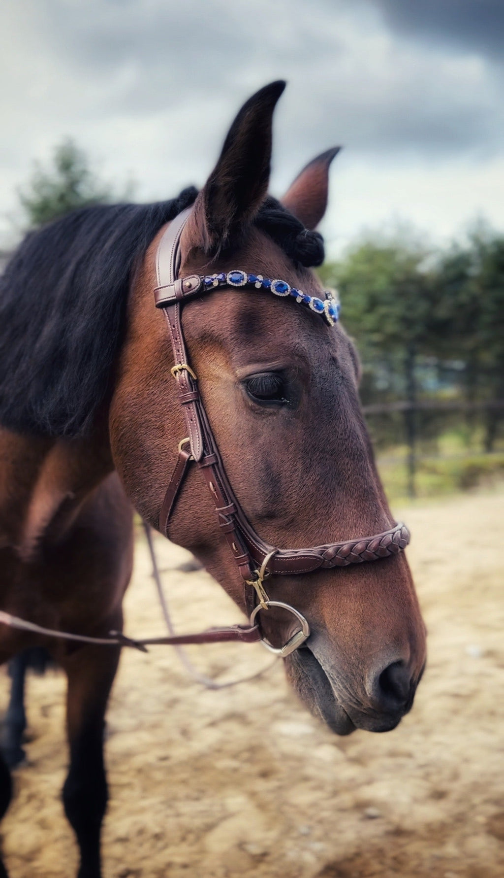 Odessa bonita Multi Bridle with padded noseband - MASEGO bit to bitless system