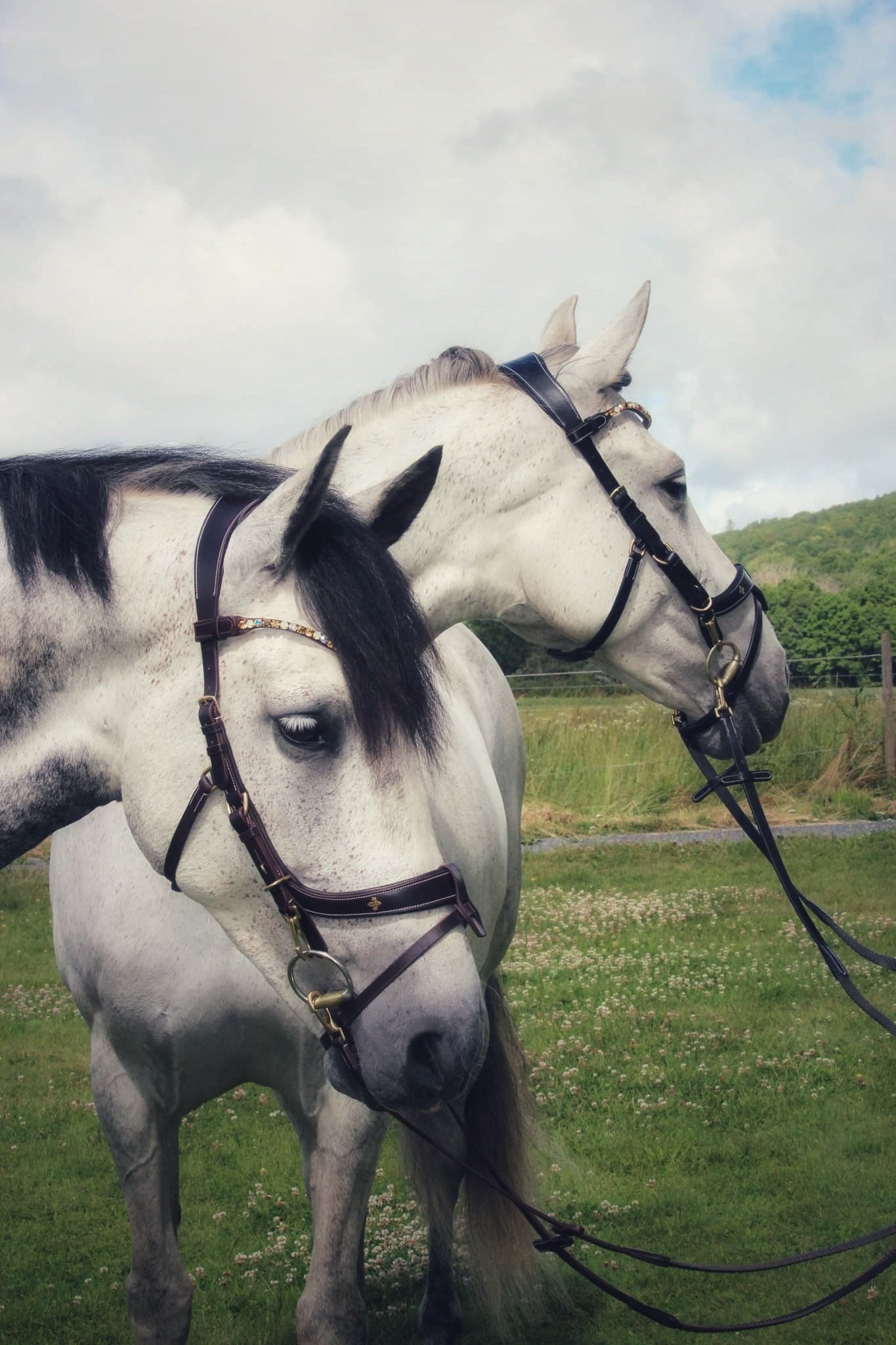 OUTGOING Qira Bridle