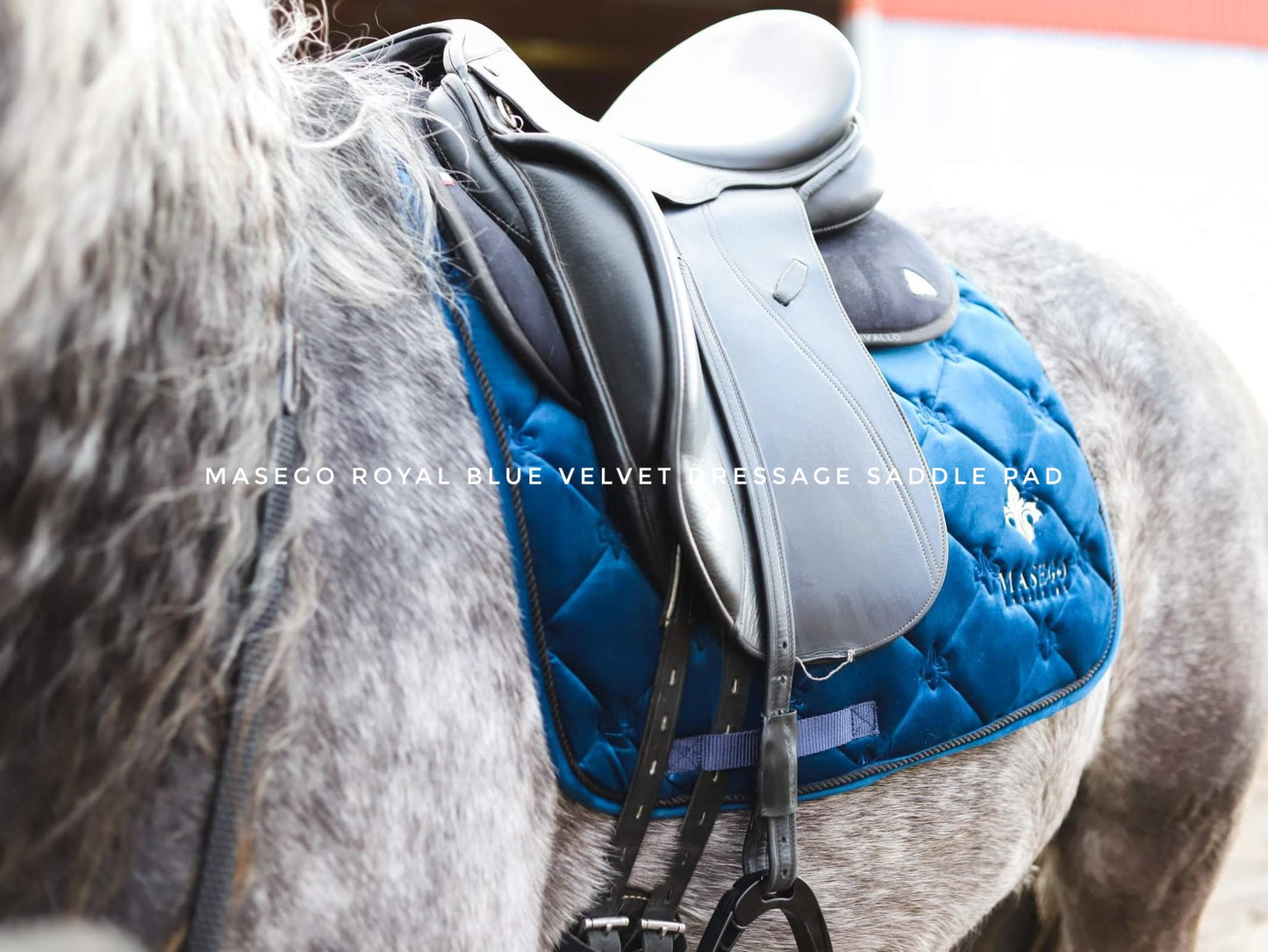 Masego Royal blue velvet dressage saddle pad - MASEGO horsewear