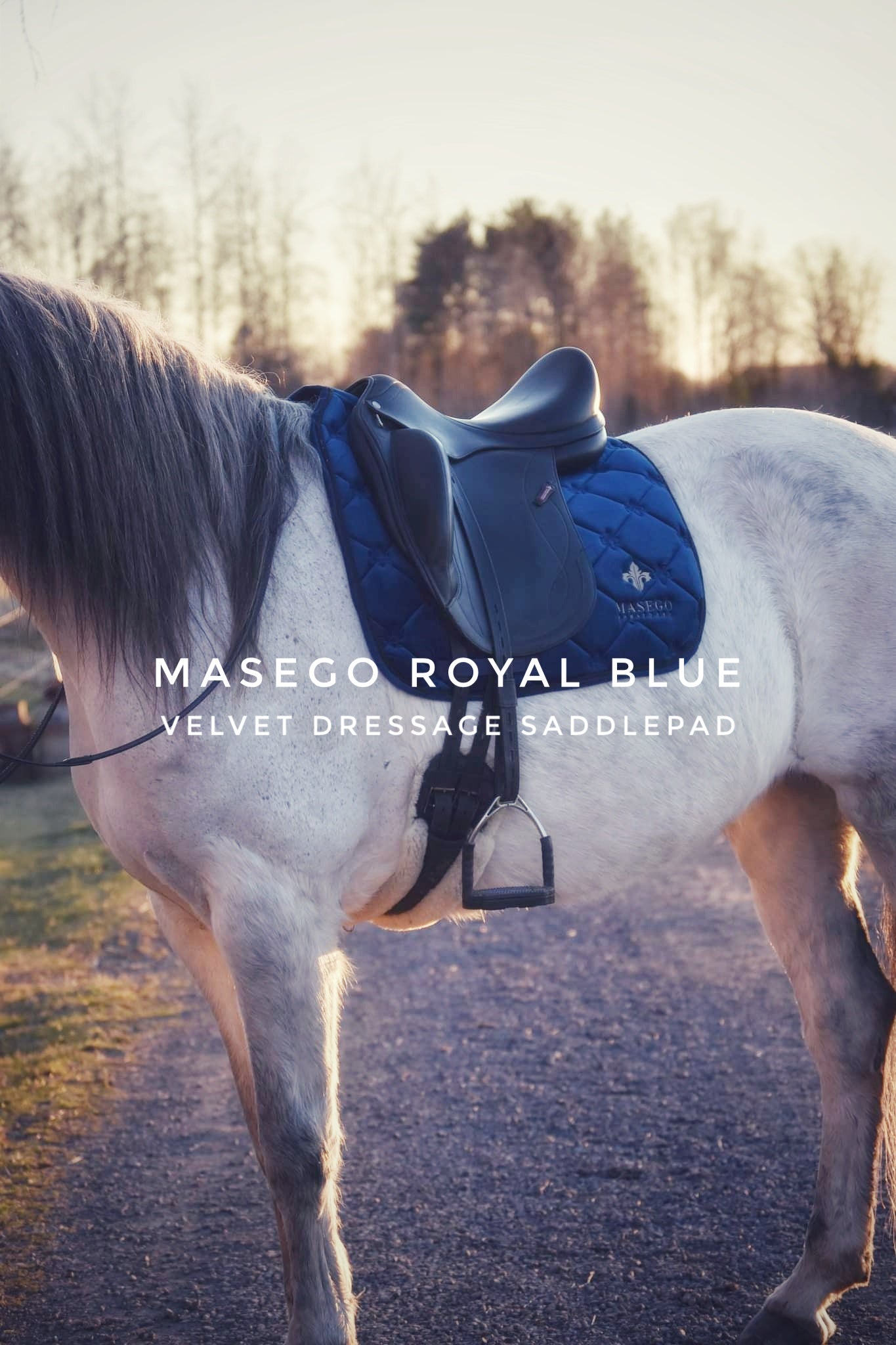 Royal blue velvet dressage saddle pad on white horse with black saddle and beige logo