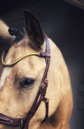 Close-up of horse wearing Slim Klinker browband made of Italian leather with gold klinker detailing