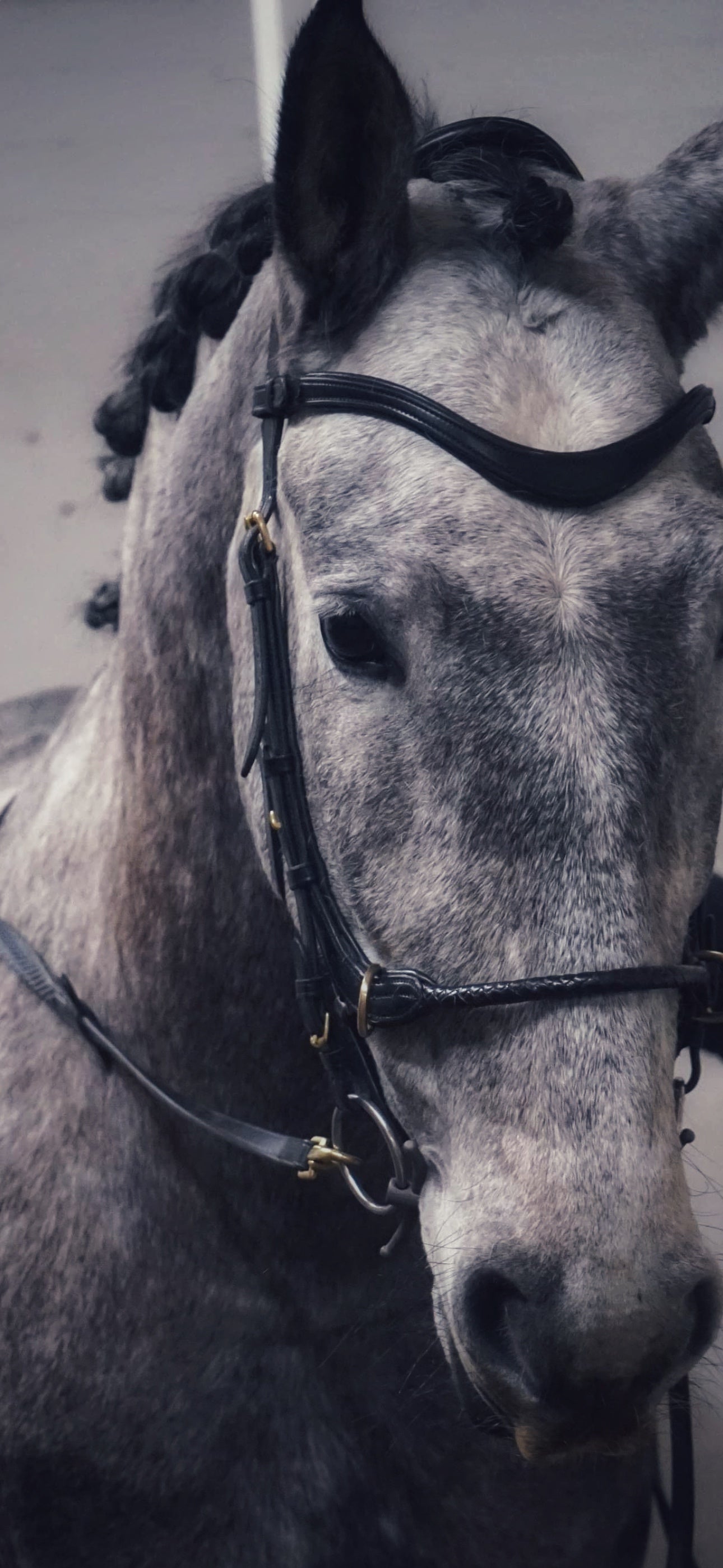 Soft leather browband