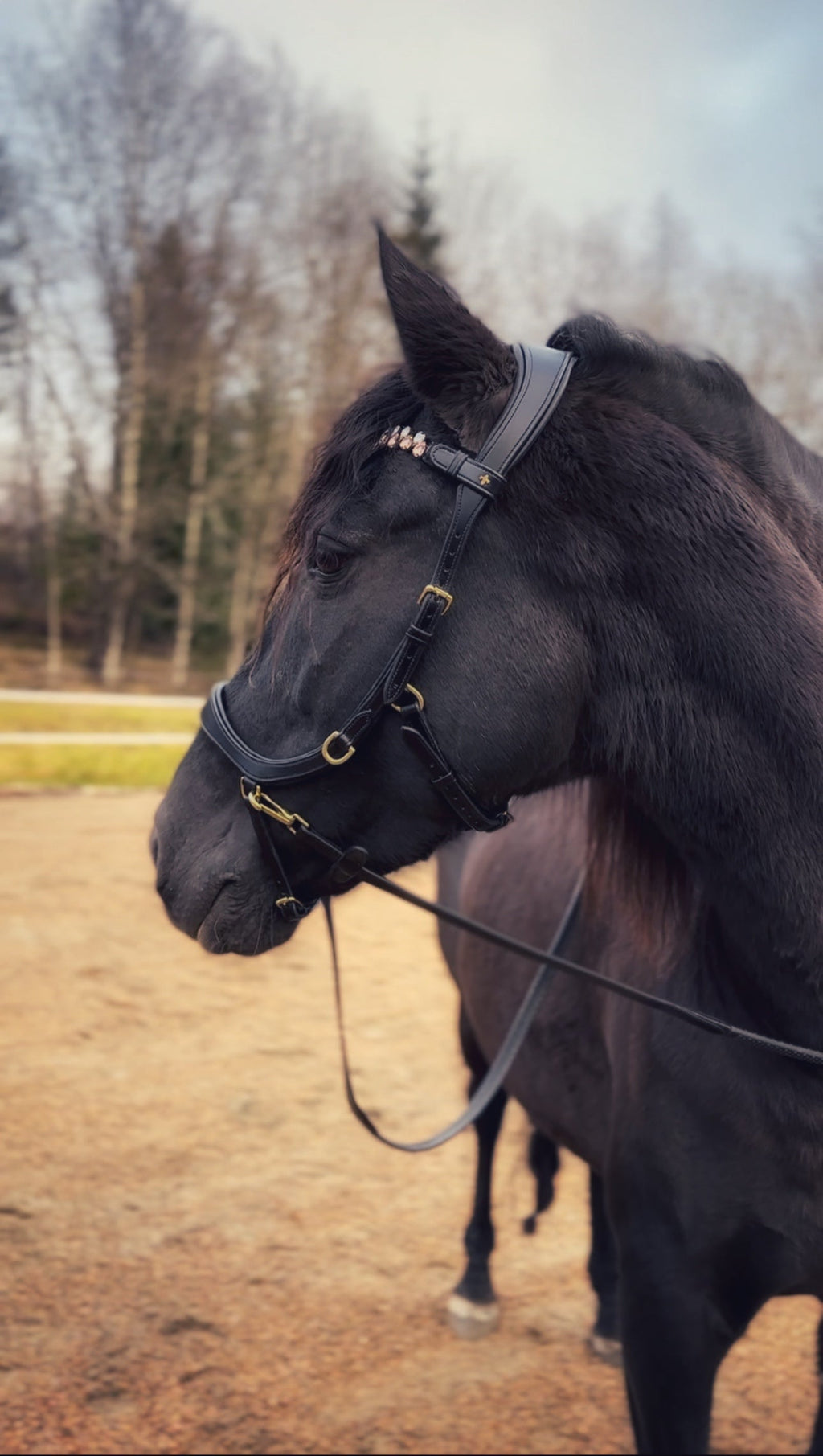 Soñadora Multi Bridle