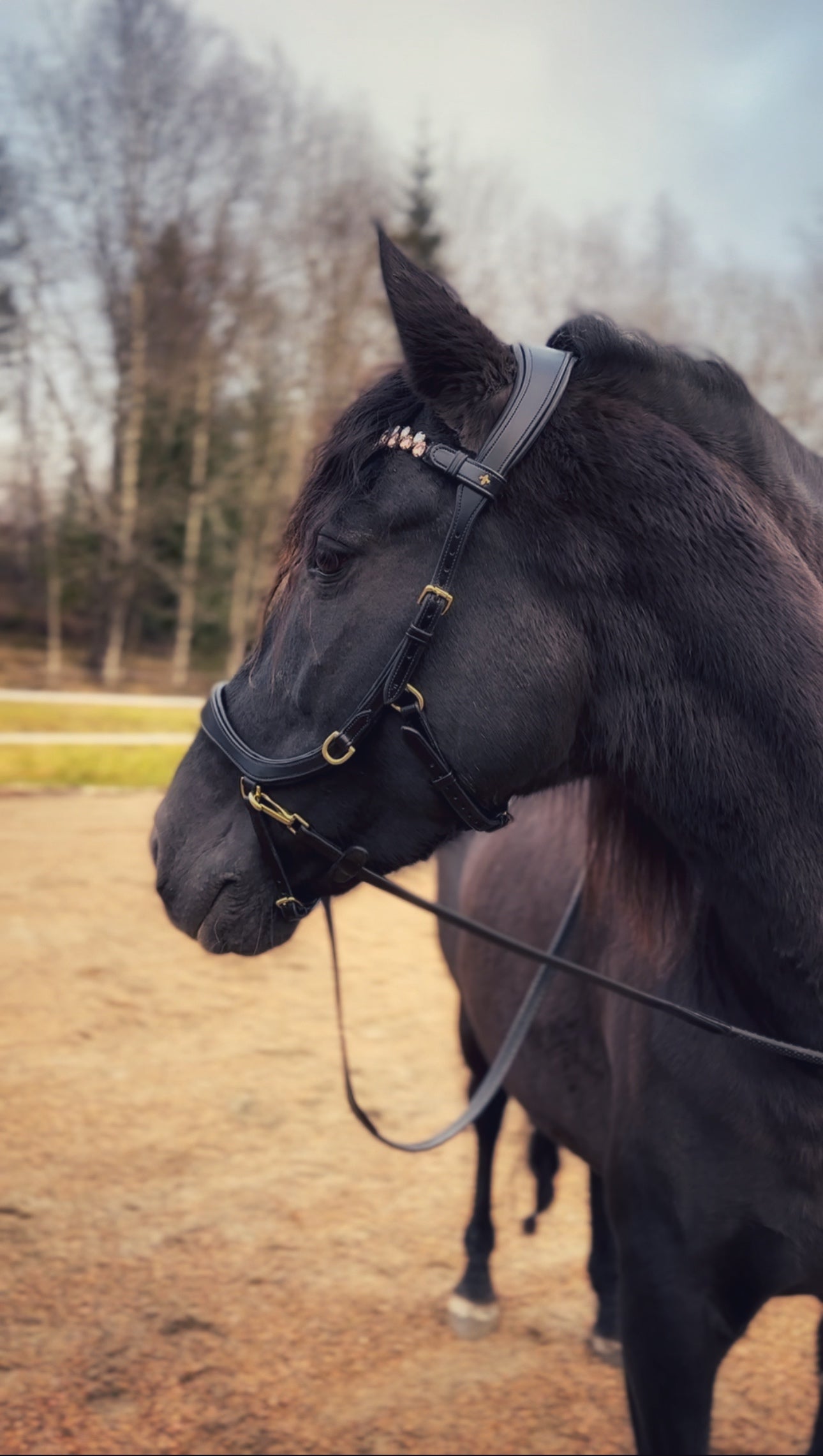 Soñadora Multi Bridle