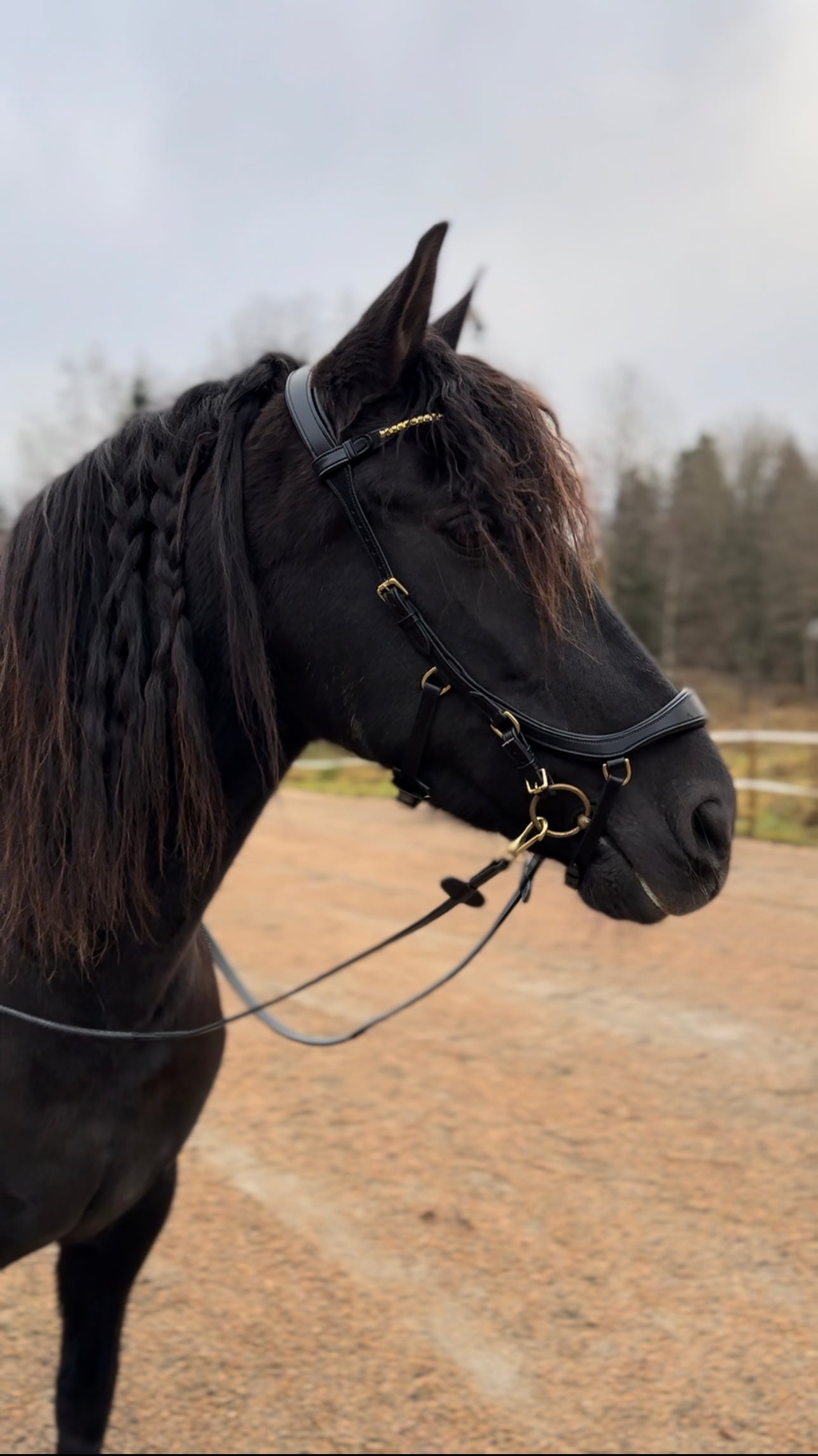 Soñadora Multi Bridle