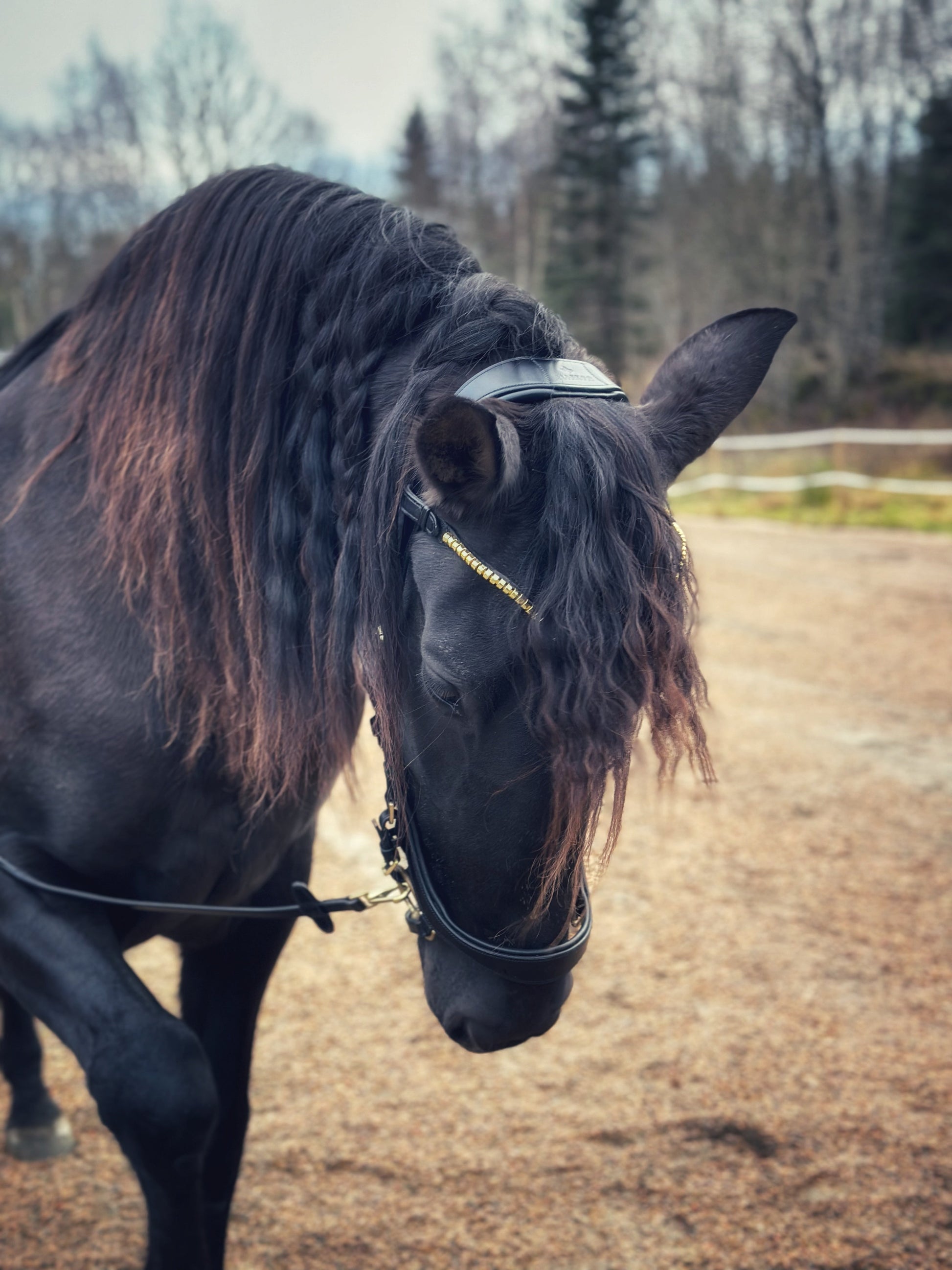 Soñadora Multi Bridle