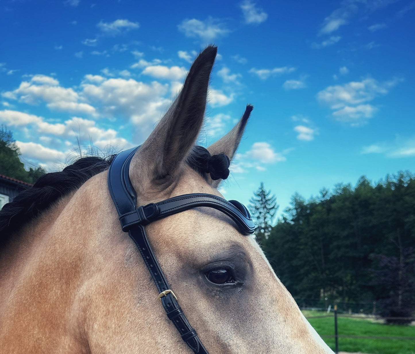 Square plain leather browband