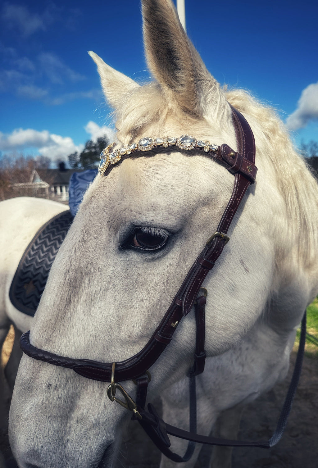 Stardust browband