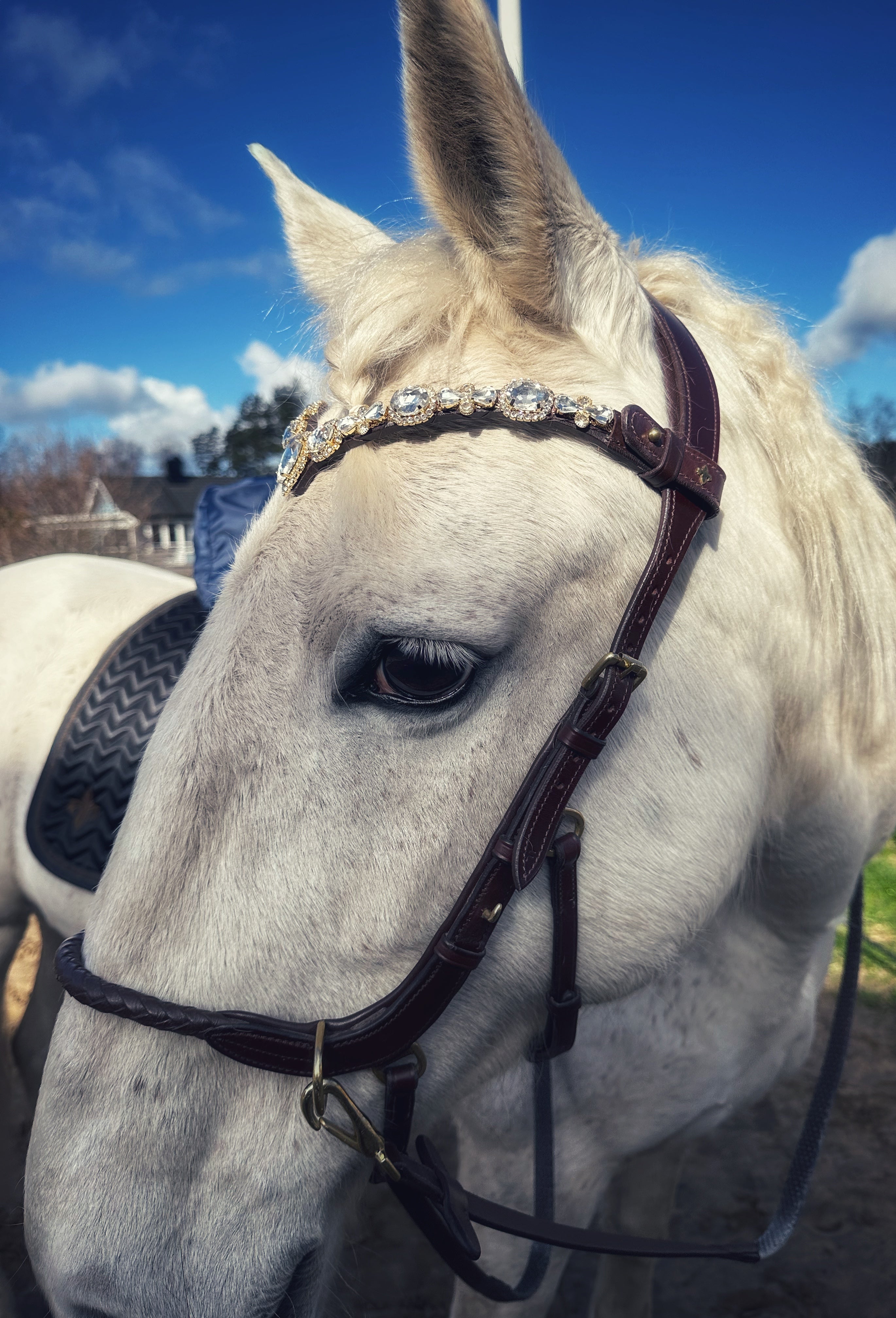 Stardust browband