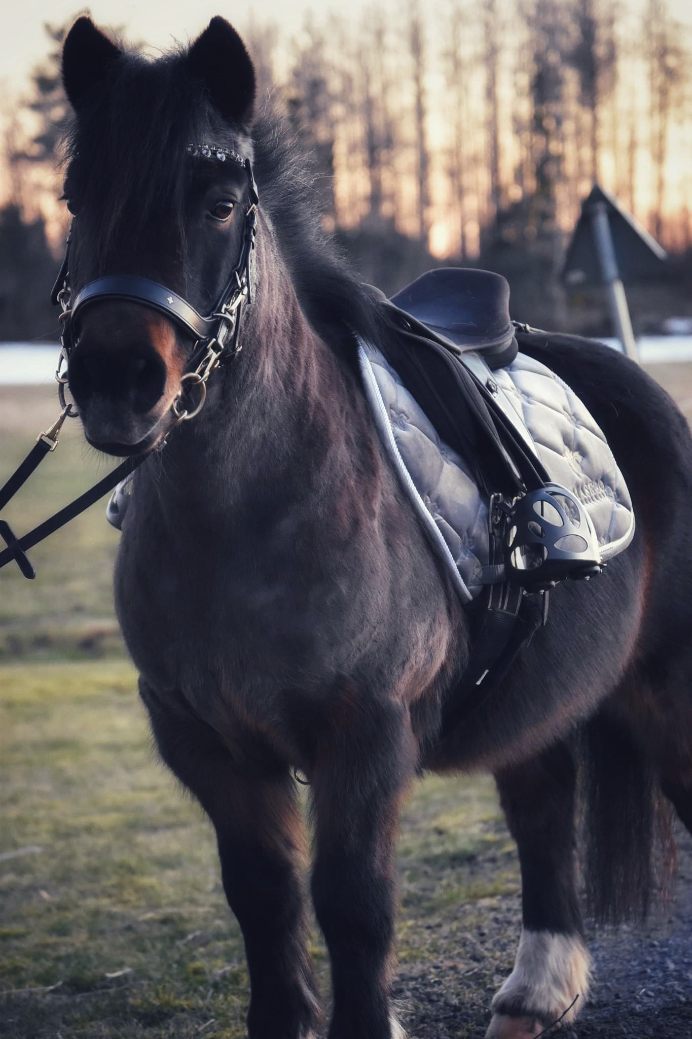 Masego grey velvet jumping saddle pad - MASEGO horsewear