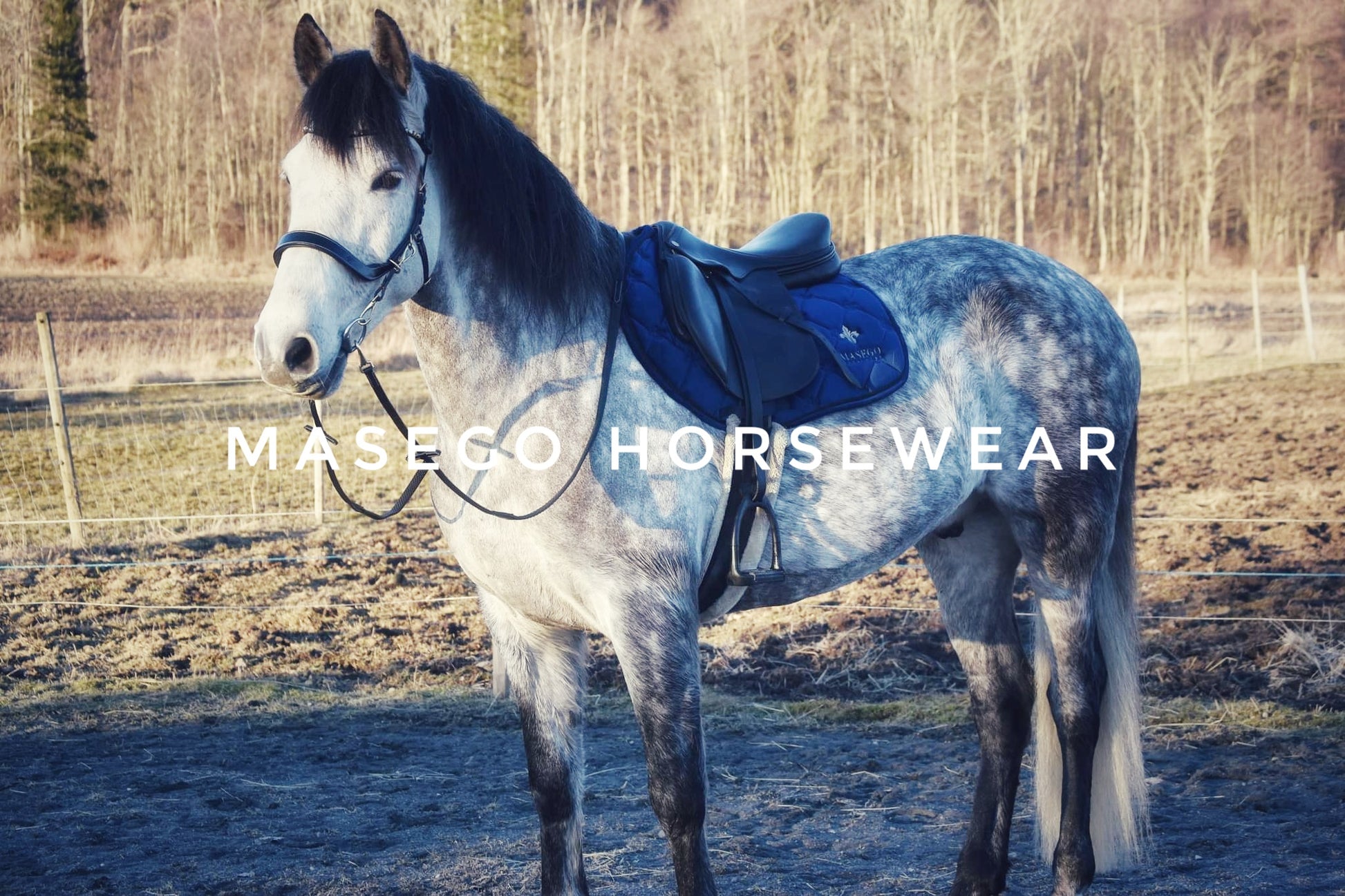 Masego Royal blue velvet jumping saddle pad - MASEGO horsewear